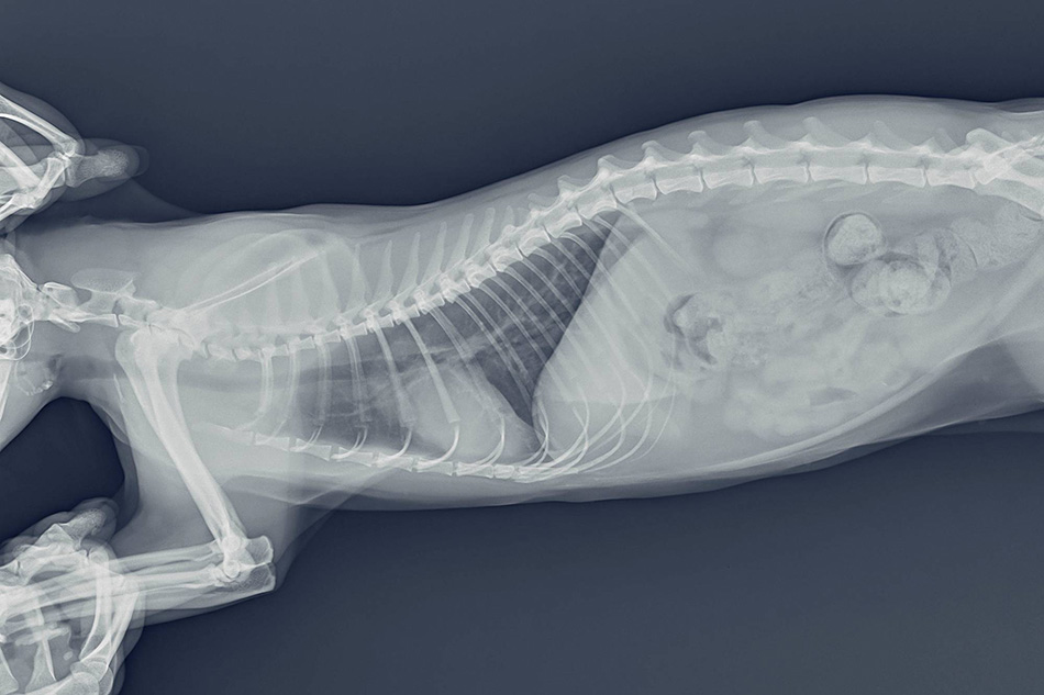 An X-ray image of an animal, depicted in grayscale.
